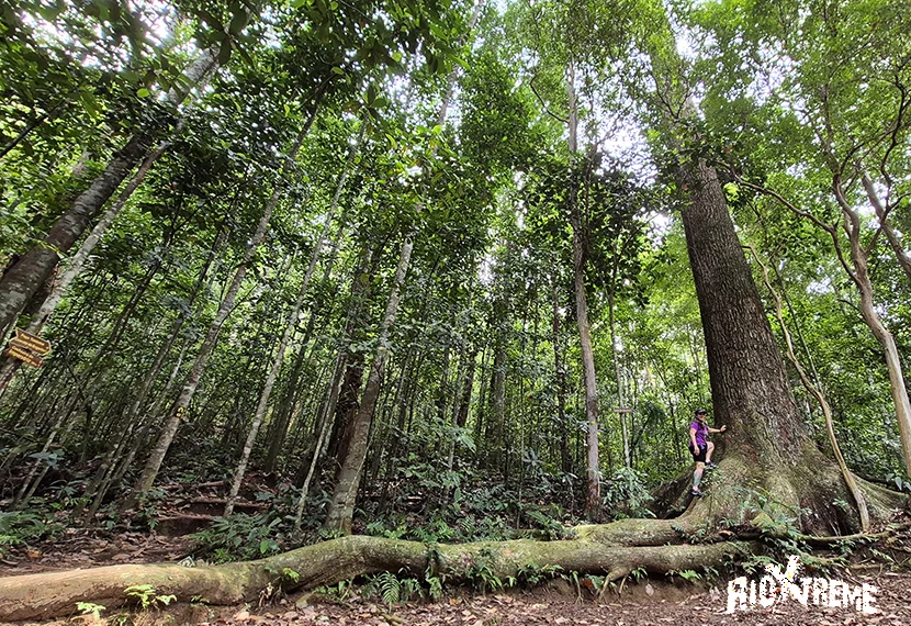 Tijuca National Park