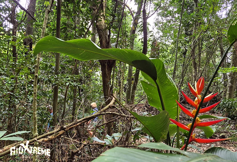 Tijuca National Park